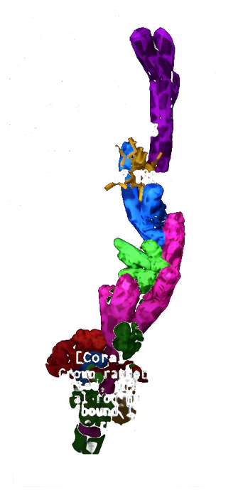Coral Rod