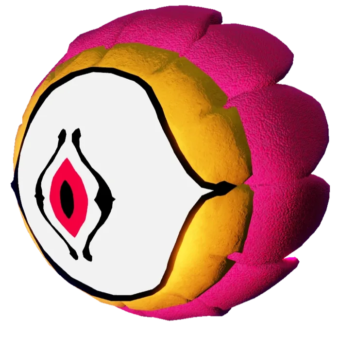 Carnation