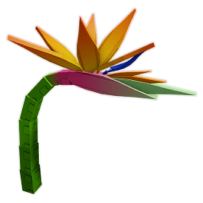 Birds Of Paradise