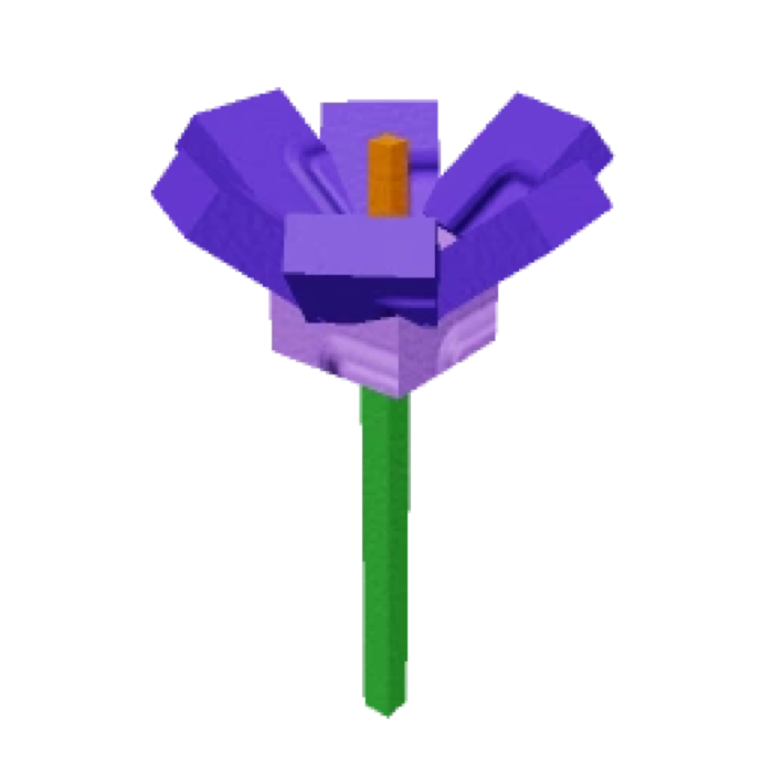Crocus