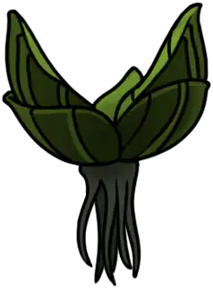 Nuphar
