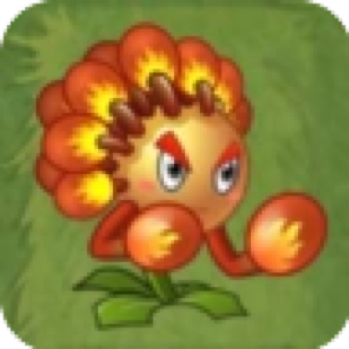 Banksia Boxer