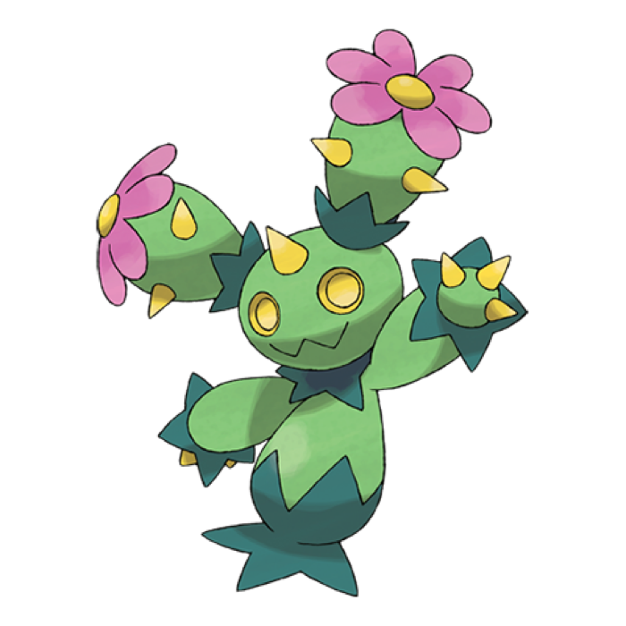 Maractus