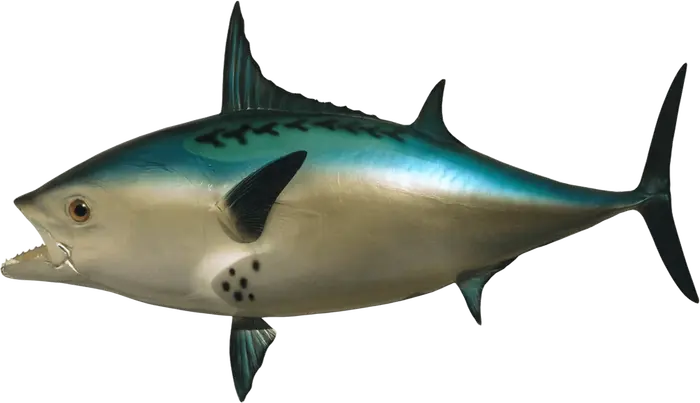 Realistic Fish Head