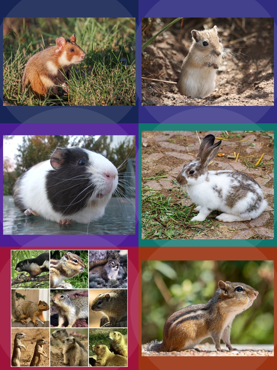 Animais que Eu Venceria