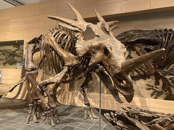 Styracosaurus