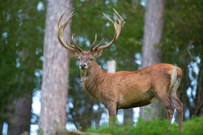 Deer