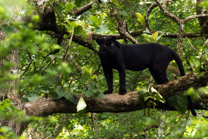Panther