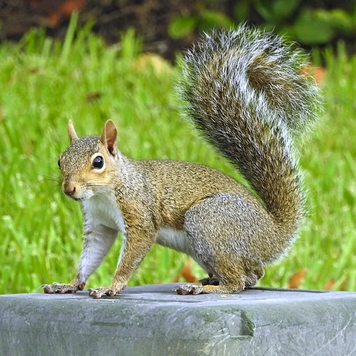 Squirrel