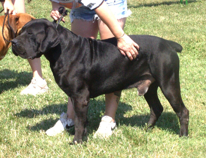 Boerboel