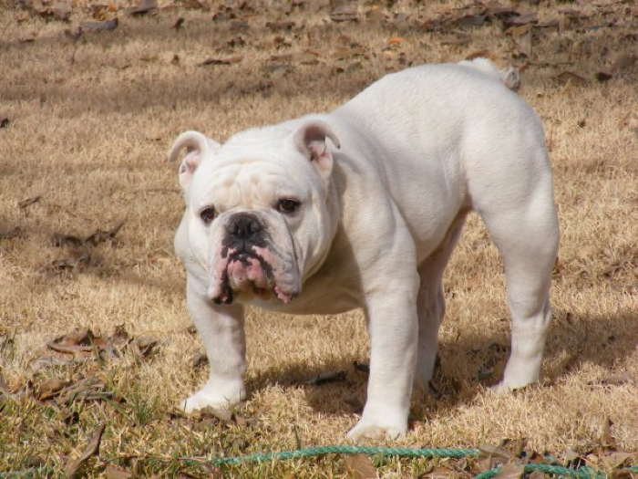 Bulldog