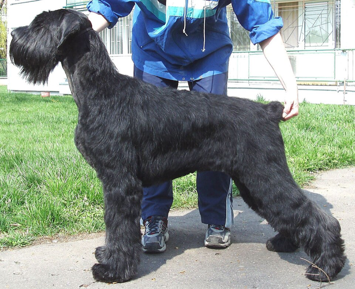 Giant Schnauzer