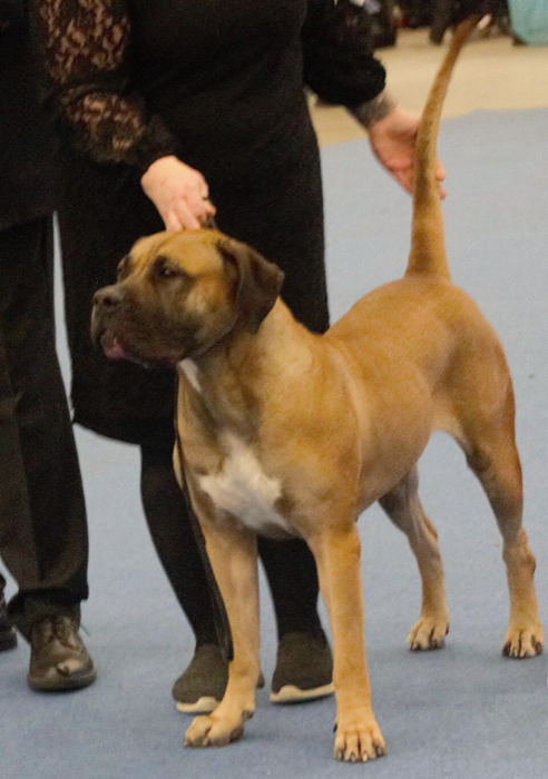 Presa Canario