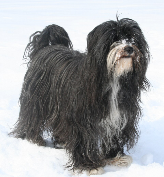 Tibetan Terrier
