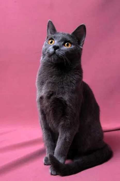 Chartreux