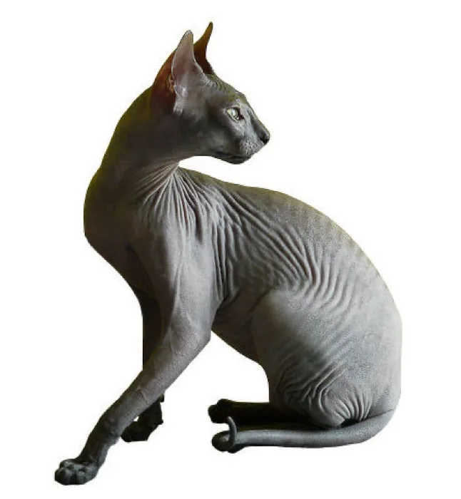 Donskoy