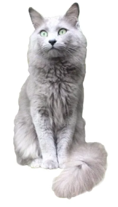 Nebelung