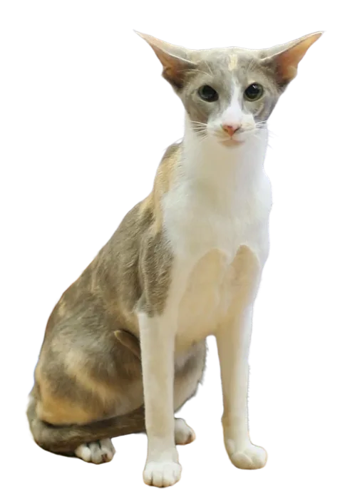 Oriental Bicolour