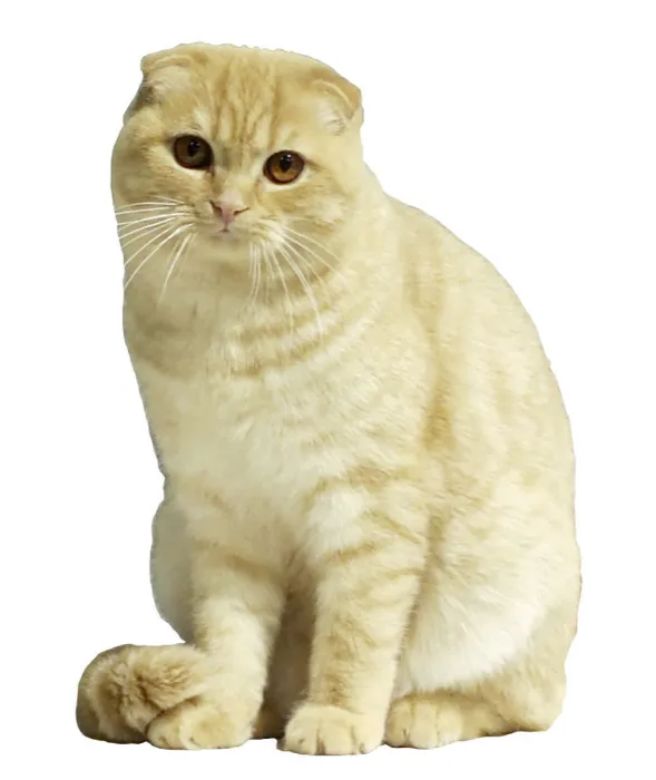Scottish Fold
