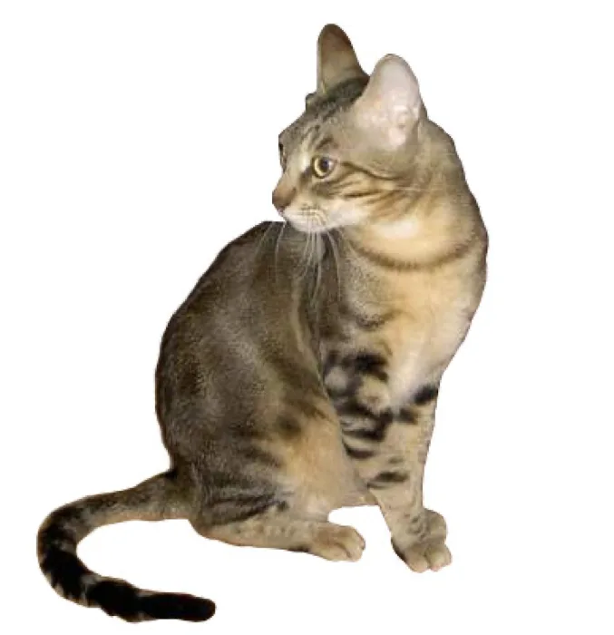 Sokoke