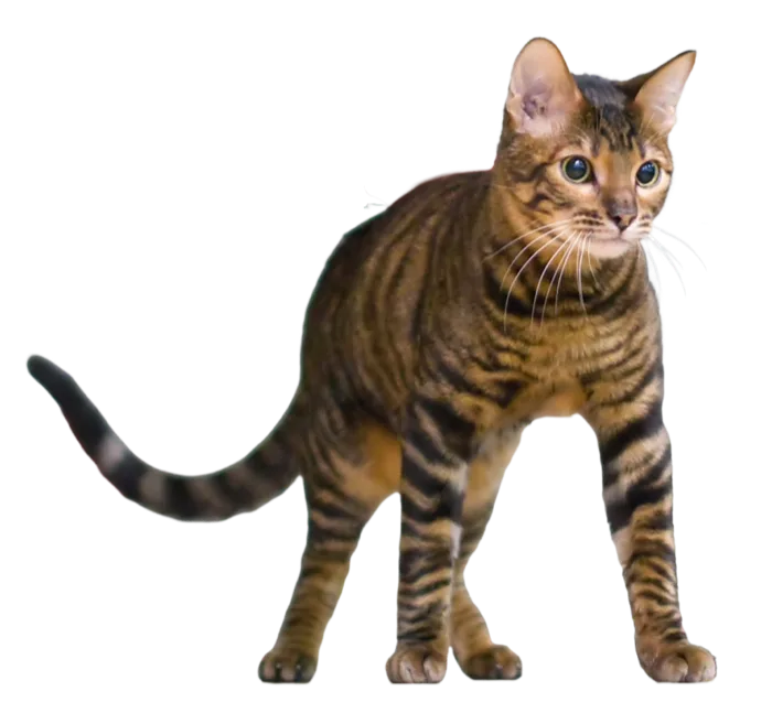 Toyger
