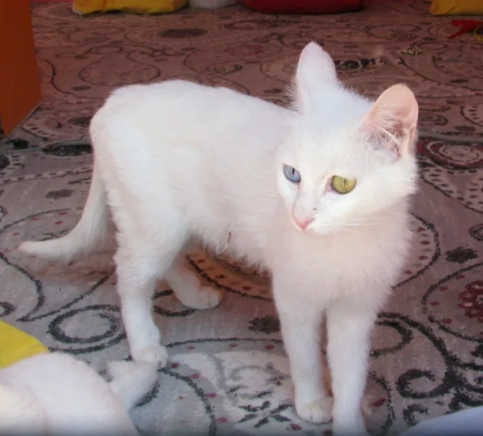 Van Cat