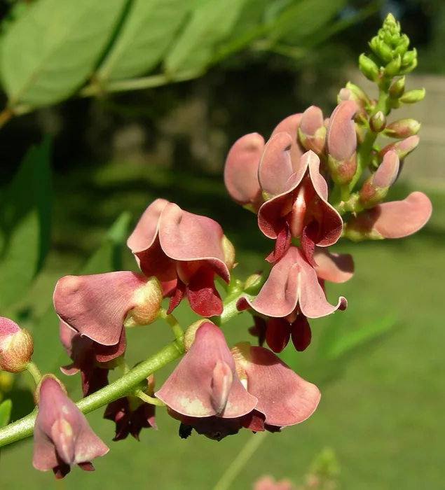 American Groundnut