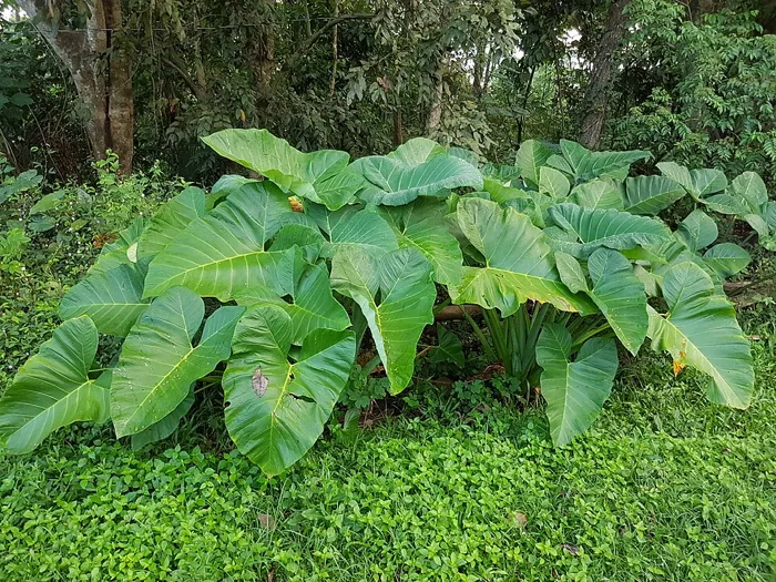 Arrowhead Elephant Ear