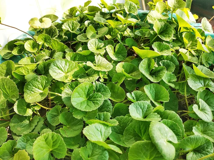 Asiatic Pennywort
