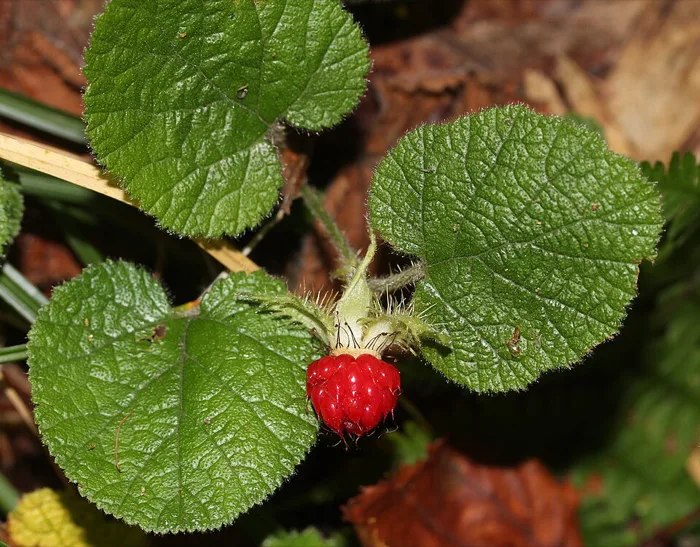 Atibulnak