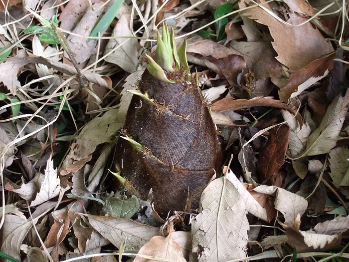 Bamboo Shoot