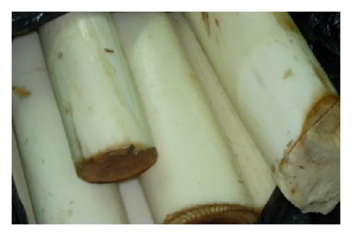 Banana Pith