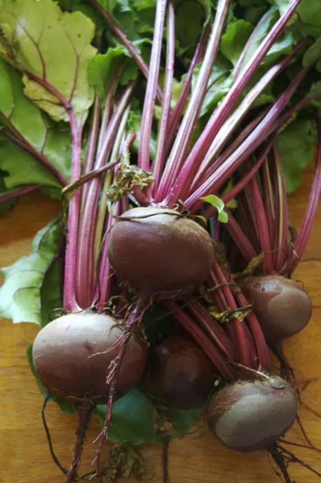 Beet