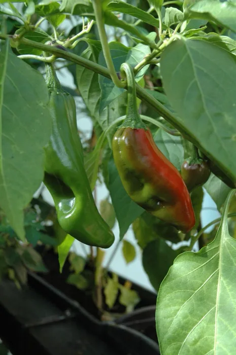 Big Jim Pepper