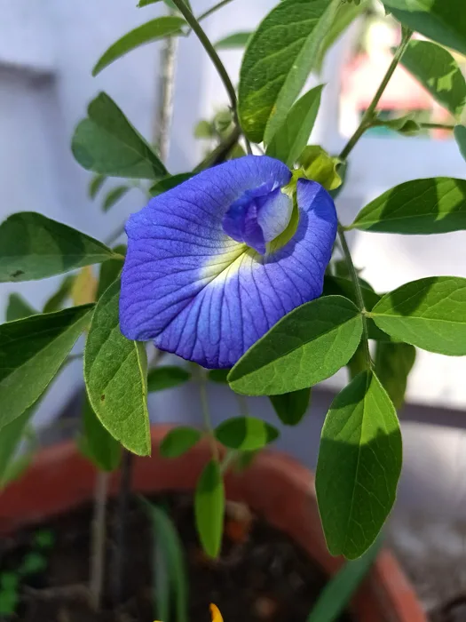 Blue Pea