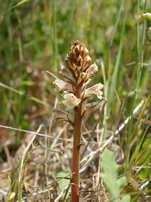 Broomrape Shoot
