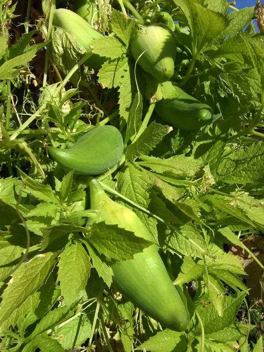Caigua