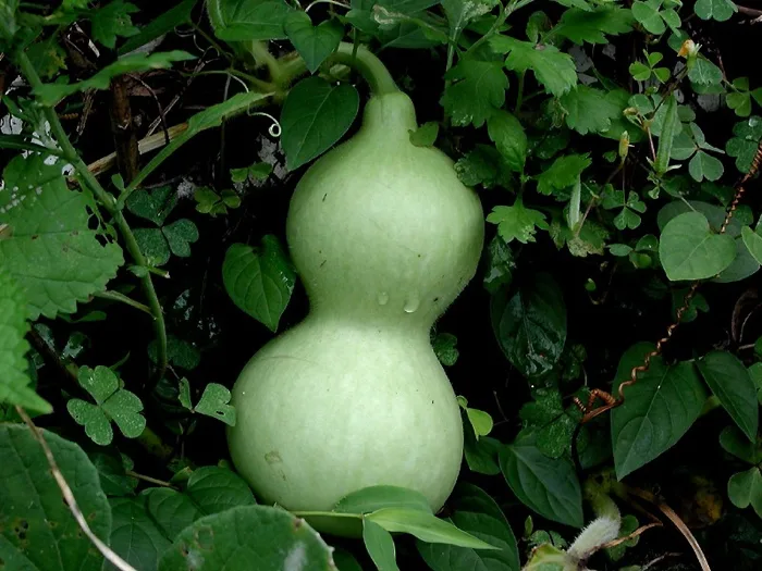 Calabash