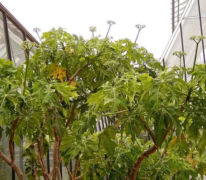 Chaya