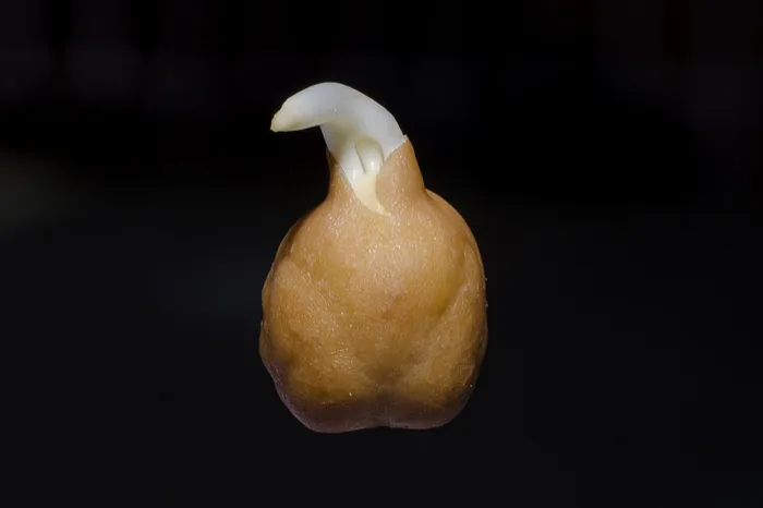 Chickpea