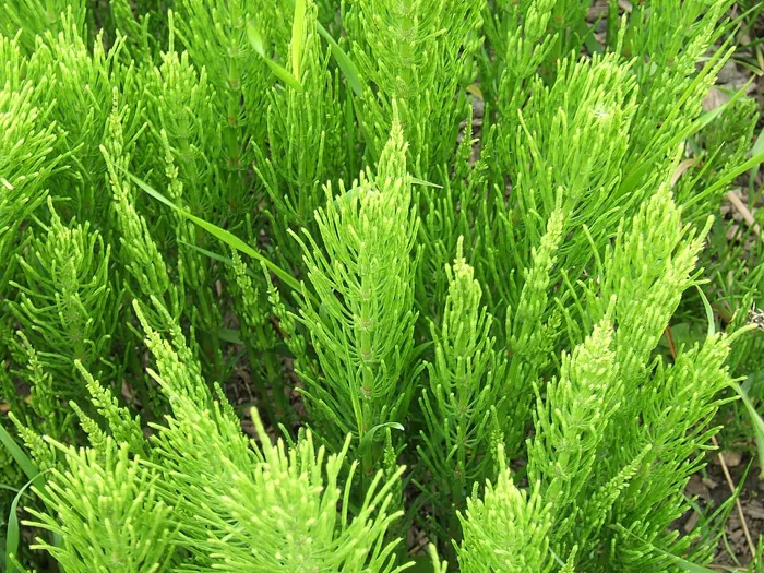 Common Horsetail
