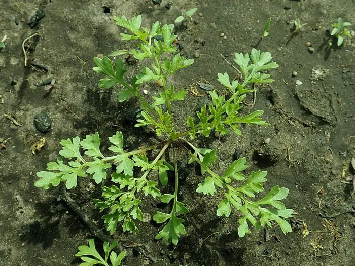 Cress