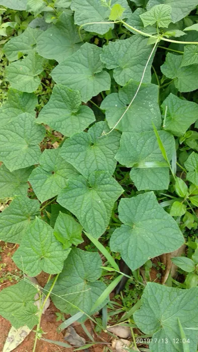 Cucumis Prophetarum