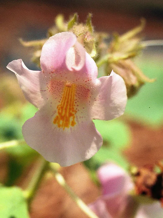 Devil S Claw