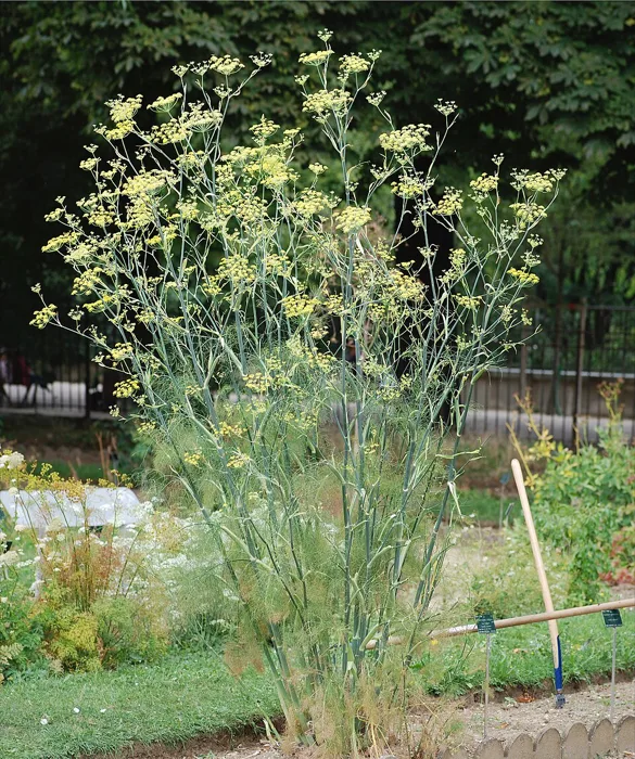 Florence Fennel