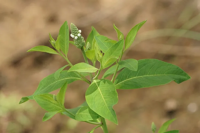 Gooseweed