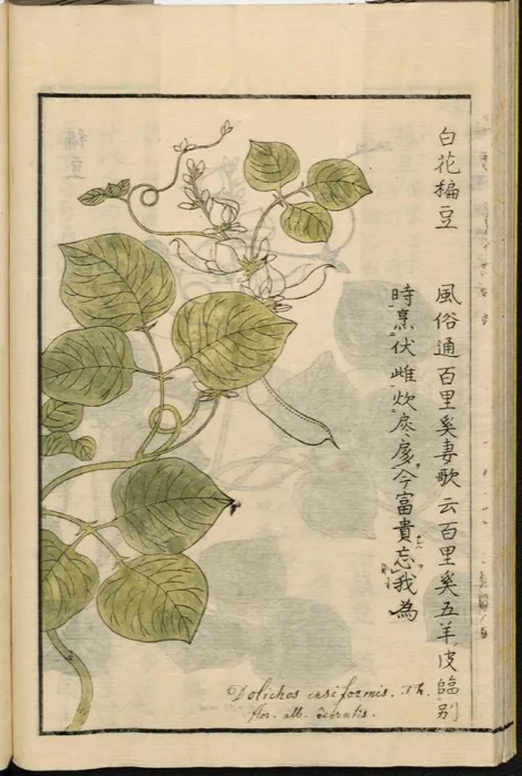 Hyacinth Bean