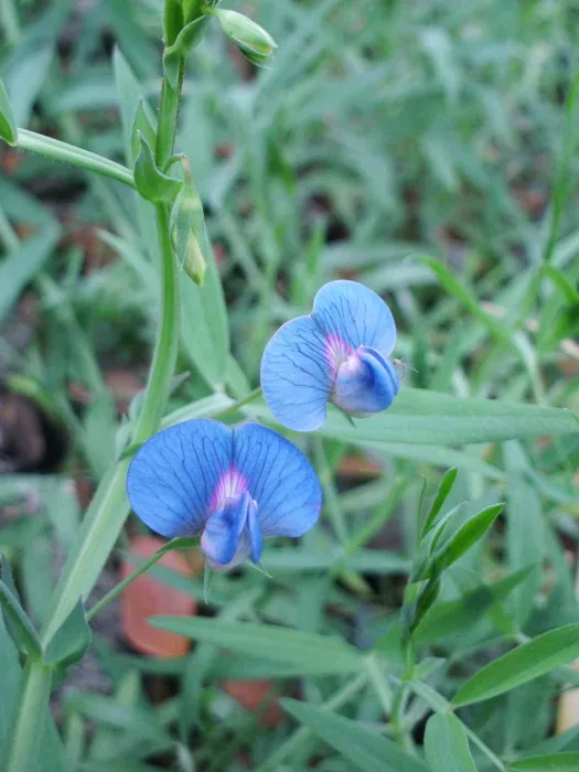 Indian Pea