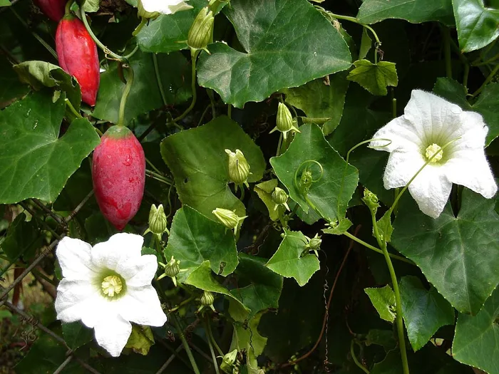 Ivy Gourd