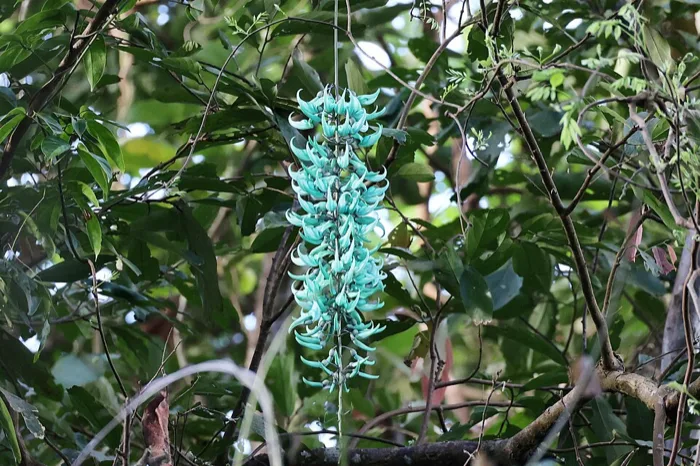Jade Vine
